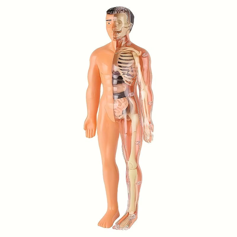 30Pcs Human Anatomy Model Kit - Detachable Skeleton and Complete Torso Medical Teaching Skeletal Model Kit with Removable Organs