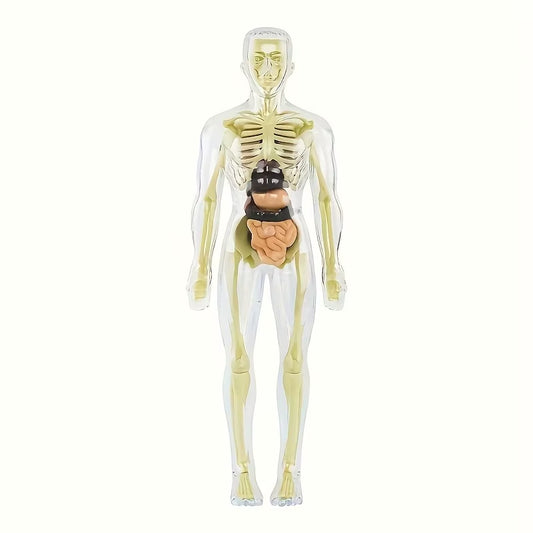 30Pcs Human Anatomy Model Kit - Detachable Skeleton and Complete Torso Medical Teaching Skeletal Model Kit with Removable Organs