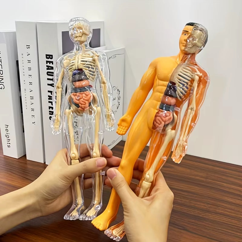 30Pcs Human Anatomy Model Kit - Detachable Skeleton and Complete Torso Medical Teaching Skeletal Model Kit with Removable Organs