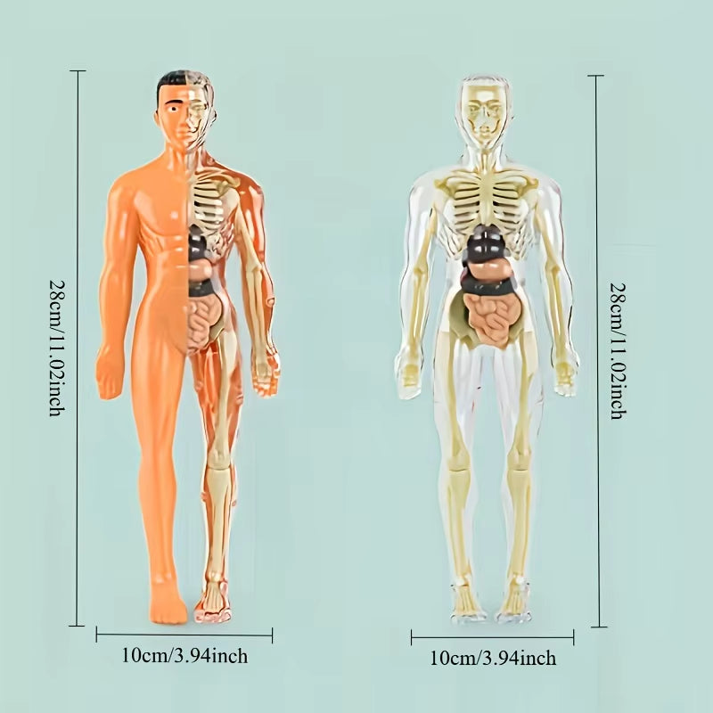 30Pcs Human Anatomy Model Kit - Detachable Skeleton and Complete Torso Medical Teaching Skeletal Model Kit with Removable Organs