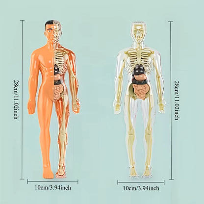 30Pcs Human Anatomy Model Kit - Detachable Skeleton and Complete Torso Medical Teaching Skeletal Model Kit with Removable Organs