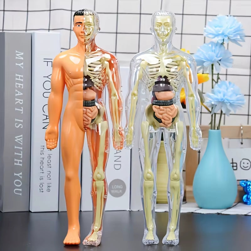 30Pcs Human Anatomy Model Kit - Detachable Skeleton and Complete Torso Medical Teaching Skeletal Model Kit with Removable Organs